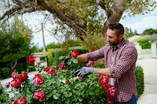 Professional tree lopping service by Get ? Gardener