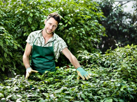Post-removal cleanup and debris collection by Get ? Gardener