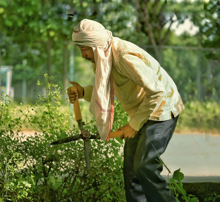 A man wearing a beige headscarf and a light-colored, long-sleeved shirt is seen trimming a lush green shrub in a garden. He is using a pair of gardening shears, holding the shrub with his left hand wh