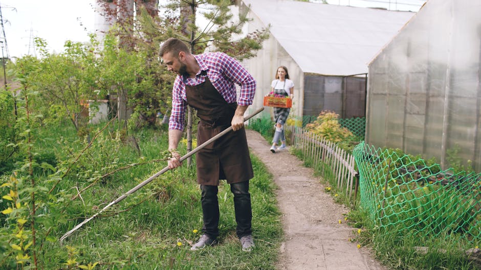 A man wearing a beige headscarf and a light-colored, long-sleeved shirt is seen trimming a lush green shrub in a garden. He is using a pair of gardening shears, holding the shrub with his left hand wh