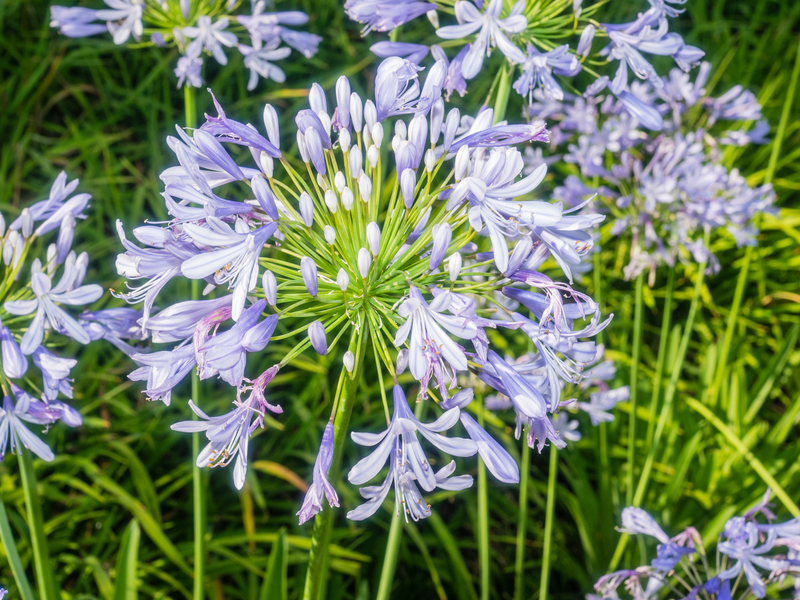 backyard property