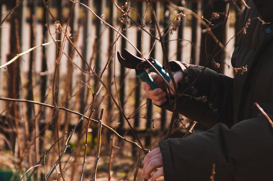 A close-up view of a gardener's hands pruning bare, woody branches of evergreen shrubs with a pair of gardening shears. The gardener is wearing a black jacket and gardening gloves, focusing on trimmin