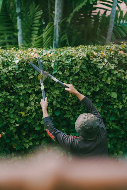 A close-up view of a gardener's hands pruning bare, woody branches of evergreen shrubs with a pair of gardening shears. The gardener is wearing a black jacket and gardening gloves, focusing on trimmin